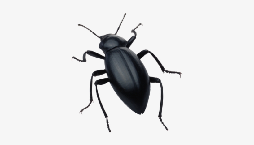 Black Beetle Transparent, transparent png #9415683