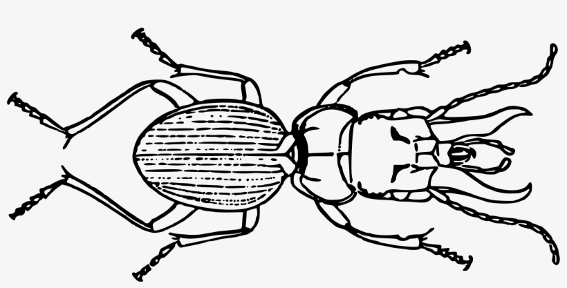 This Free Icons Png Design Of Beetle, transparent png #9415759