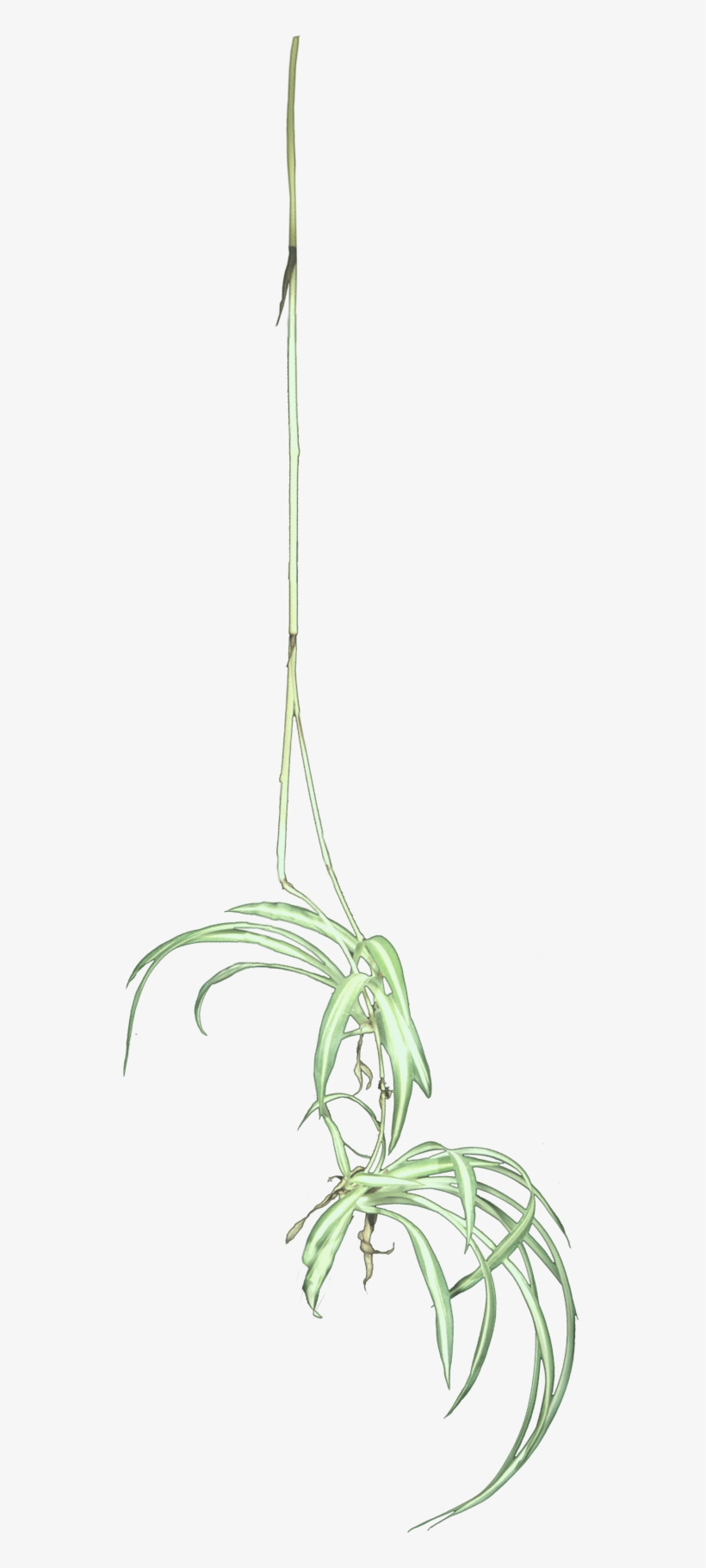 Sketch, transparent png #9418299