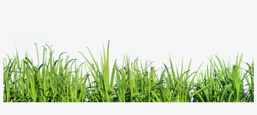 Tall Grass Nature Png - Grass Tall Png - Free Transparent PNG Download -  PNGkey