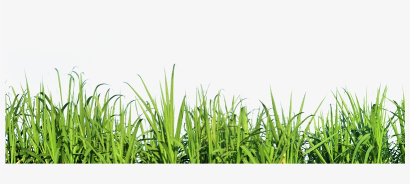 Tall Grass Nature Png - Grass Tall Png, transparent png #9418301