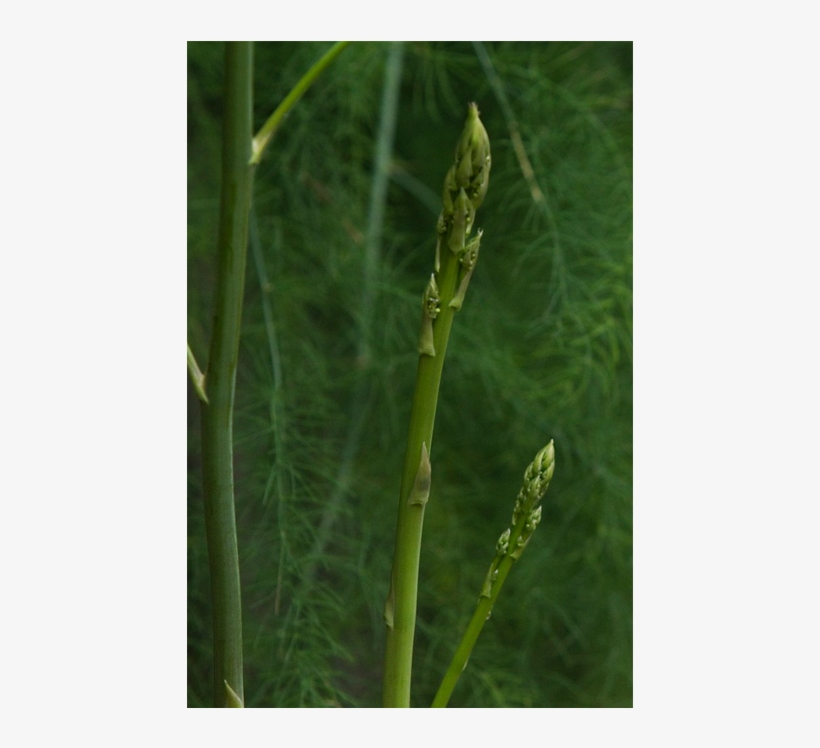 G2 9 - Fiber Crop, transparent png #9418362