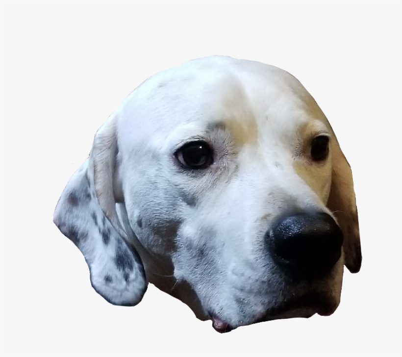 Rozoken - English Foxhound, transparent png #9420822