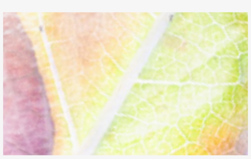 Cor De Fundo - Close-up, transparent png #9421852