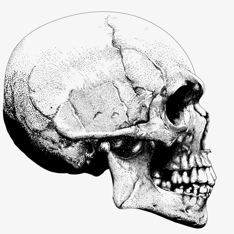 Image Of Skull Pointillism Side Angle - Skull, transparent png #9422373