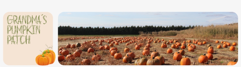 After Strolling Through The Pumpkin Patch At Grandma's - Pumpkin, transparent png #9422569