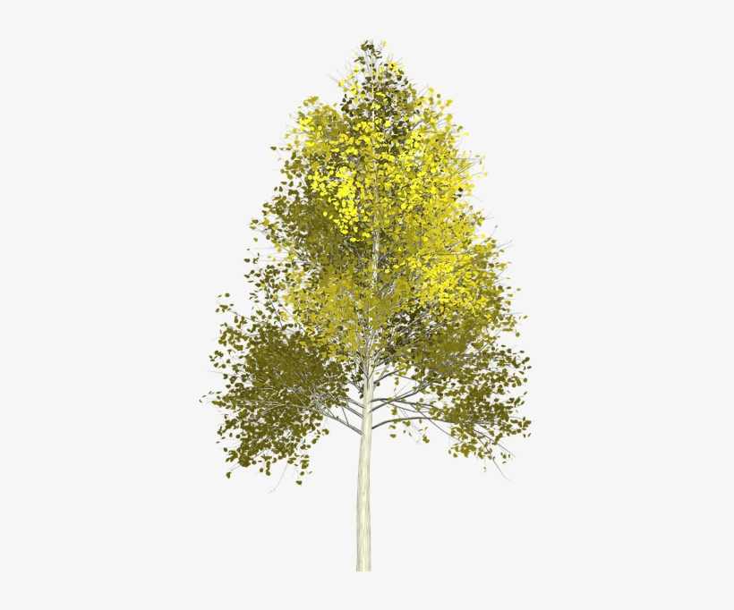 Aspen Tree Transparent Background, transparent png #9423763
