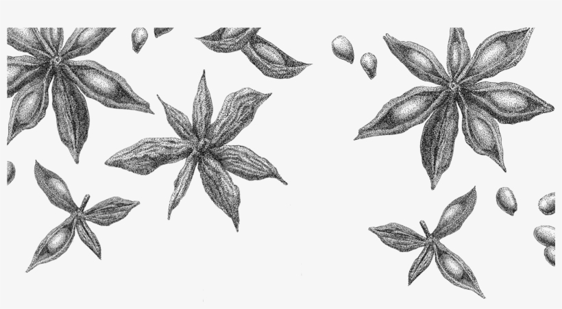 Star Anise Rev Sketch - Star Anise Drawing, transparent png #9424335