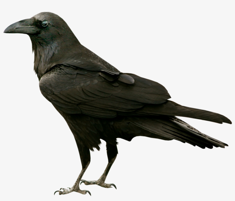 Halloween Fantomes - Crow Png, transparent png #9425879