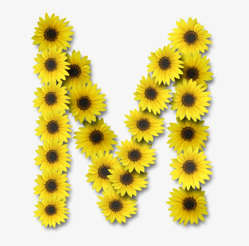 Alfabeto Sunflowers - Letra M De Girasoles, transparent png #9426288