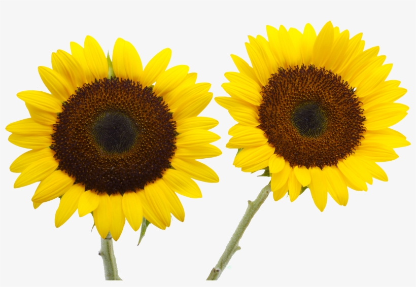 向日葵, transparent png #9426349