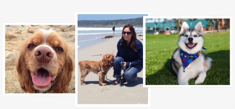 Professional Dog Training For Professional Results - Cocker Spaniel, transparent png #9427743