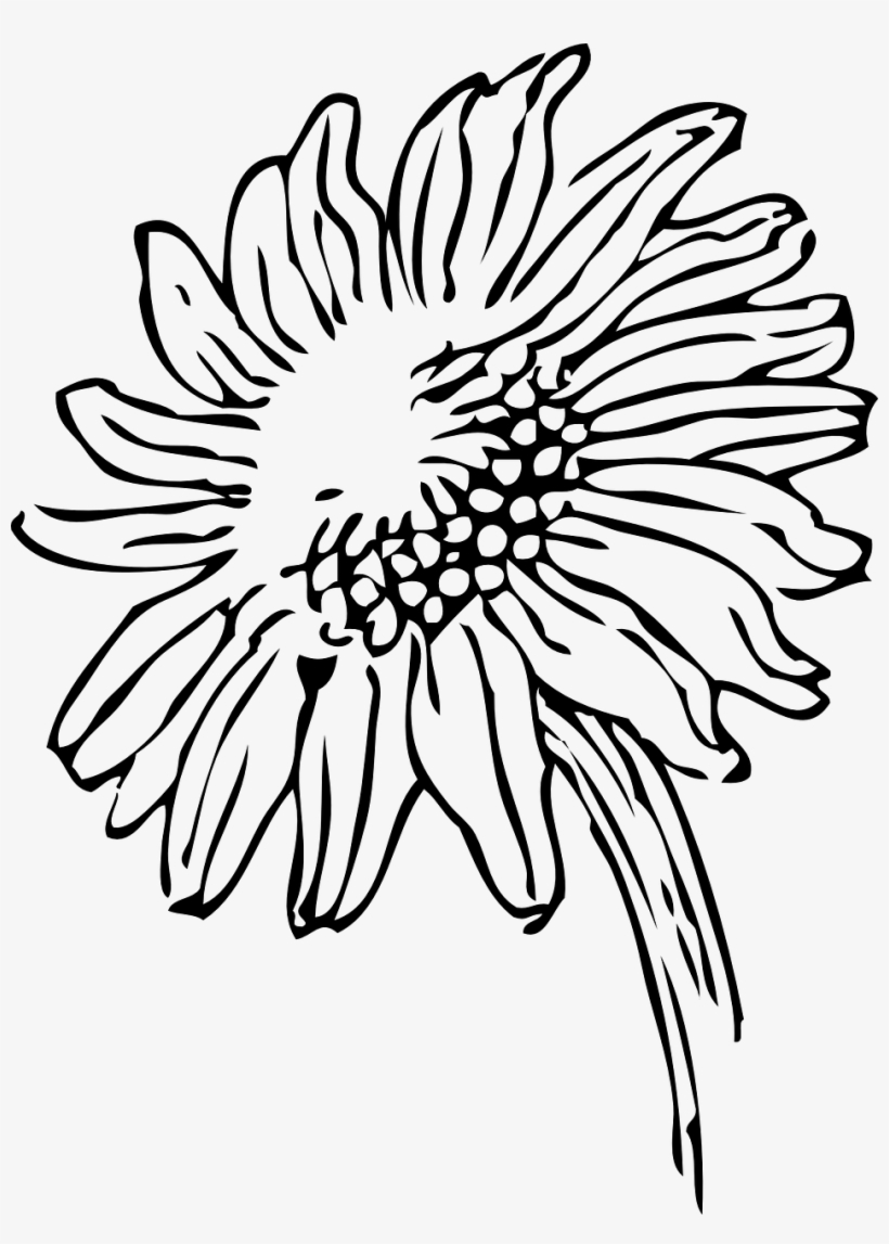 Daisy,sunflower,flower Vector Graphics - Sunflower Line Art, transparent png #9429596
