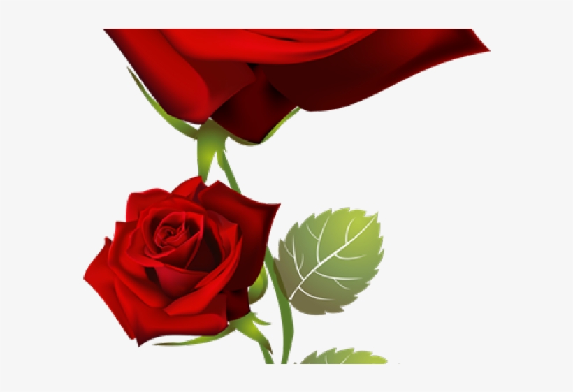 Drawn Red Rose Guldasta - Good Morning Happy Tuesday With Roses, transparent png #9431778