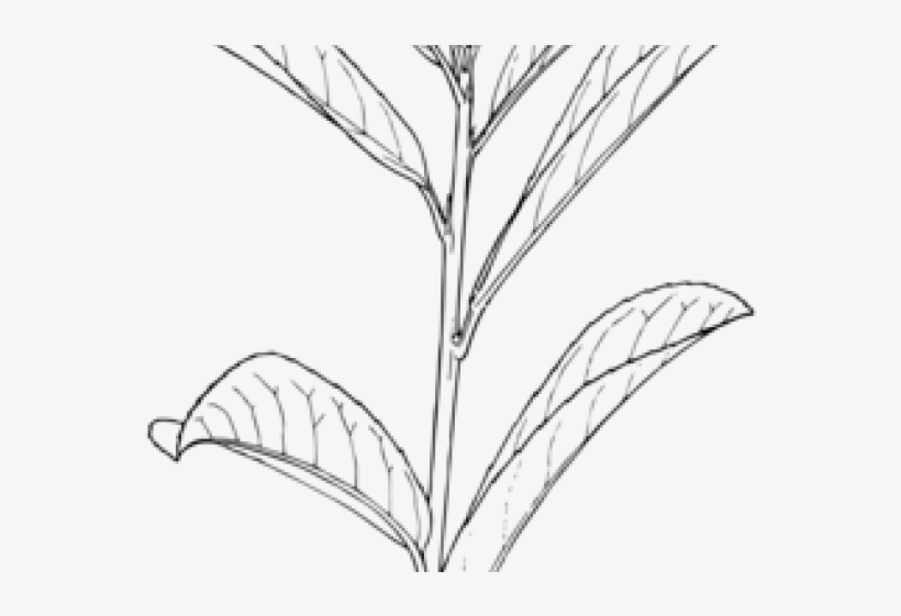 Drawn Leaf Leafy Plant - Outline Of A Plant, transparent png #9432931