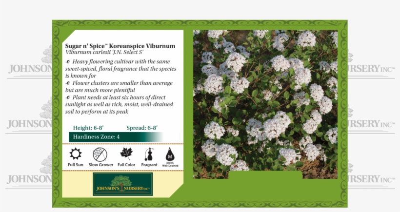 Sugar N' Spice® Koreanspice Viburnum Viburnum Carlesii - Alpine Forget-me-not, transparent png #9435840