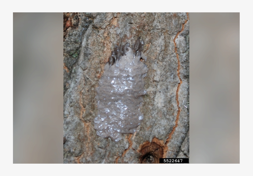 Dane Cook To Perform At The Met - Lanternfly In Christmas Trees, transparent png #9436346