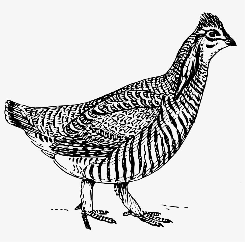 Prairie Chicken Free Vector - Prairie Chicken Black And White, transparent png #9436410