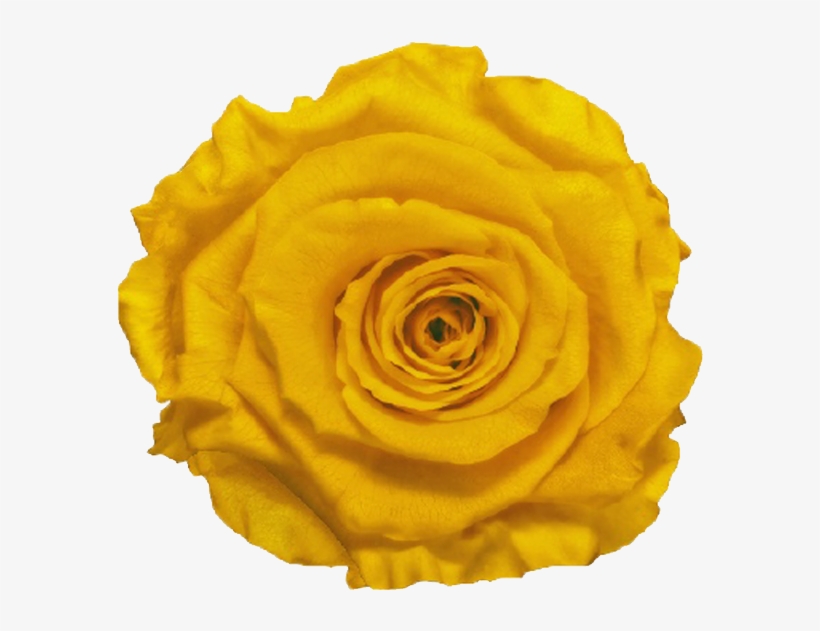 Single Rose Marble Box - Floribunda, transparent png #9436873