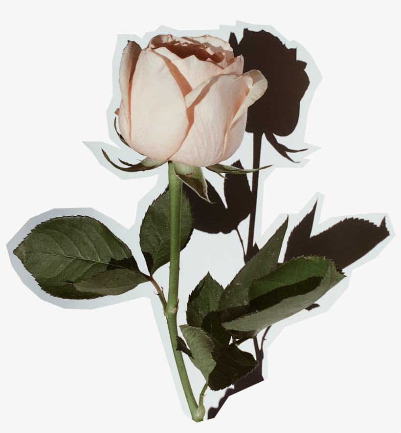 Doin' It For Ourselves - Photograph, transparent png #9437994