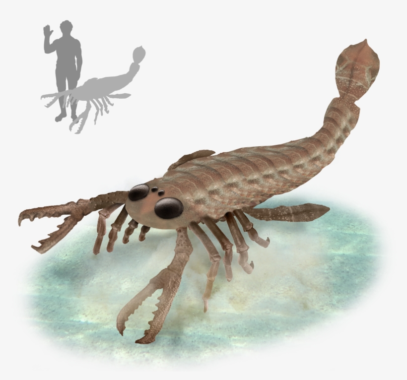 File - Pterygotus - Size, transparent png #9439244