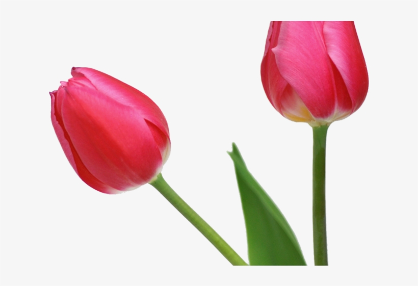 Tulip Clipart Boquet - Tulip Transparent Background, transparent png #9441450