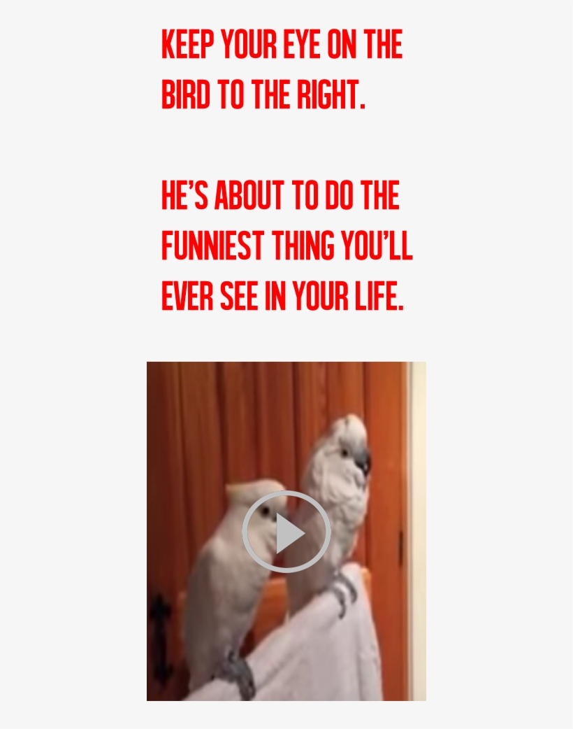 The Longer You Watch This Video, The Funnier It Gets - Humour, transparent png #9445157