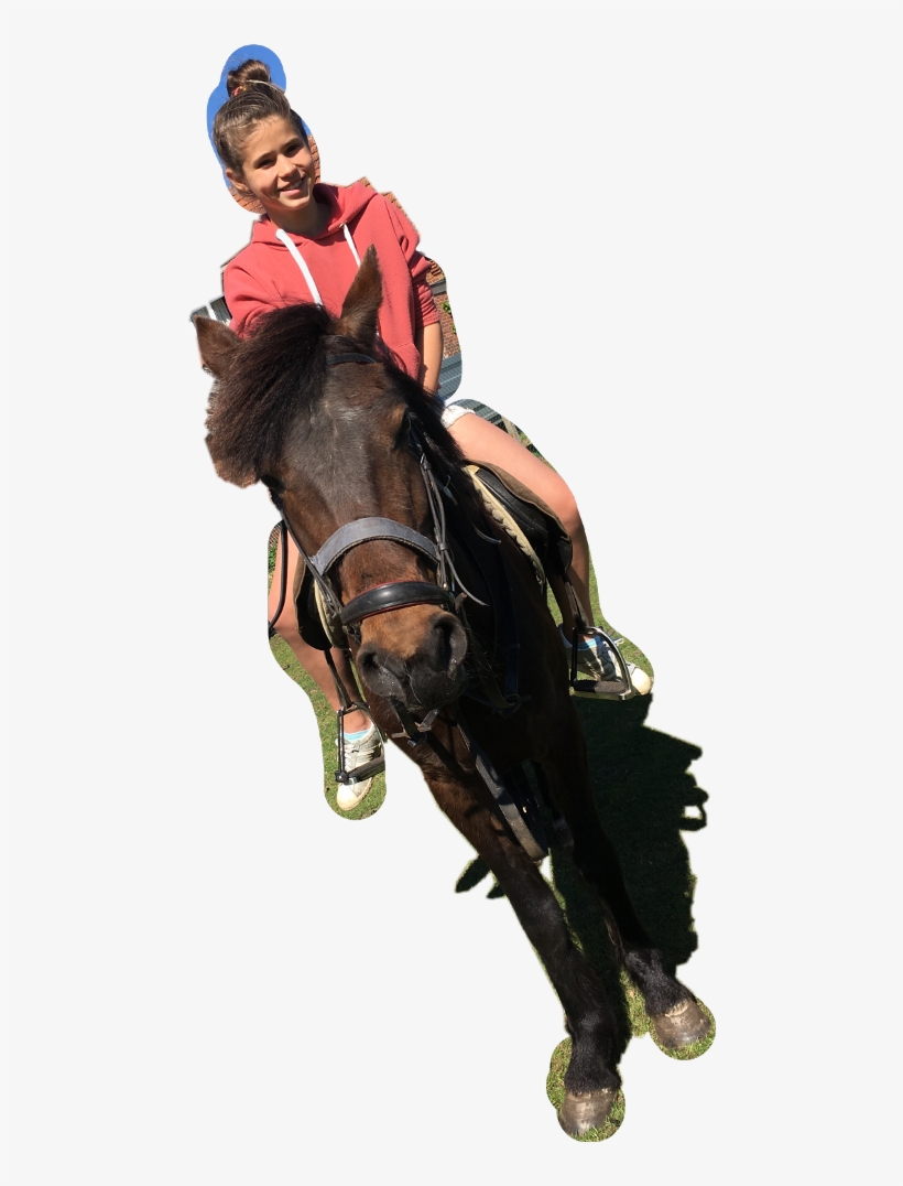 Stallion, transparent png #9448520