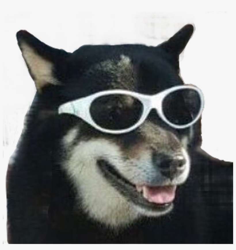 #dog #meme #funny #puppy #sunglasses #freetoedit - Companion Dog, transparent png #9449219
