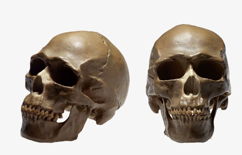 Homo Sapiens Therapy Ga Human Skeleton Cranial - Crane Humain Png, transparent png #9451327