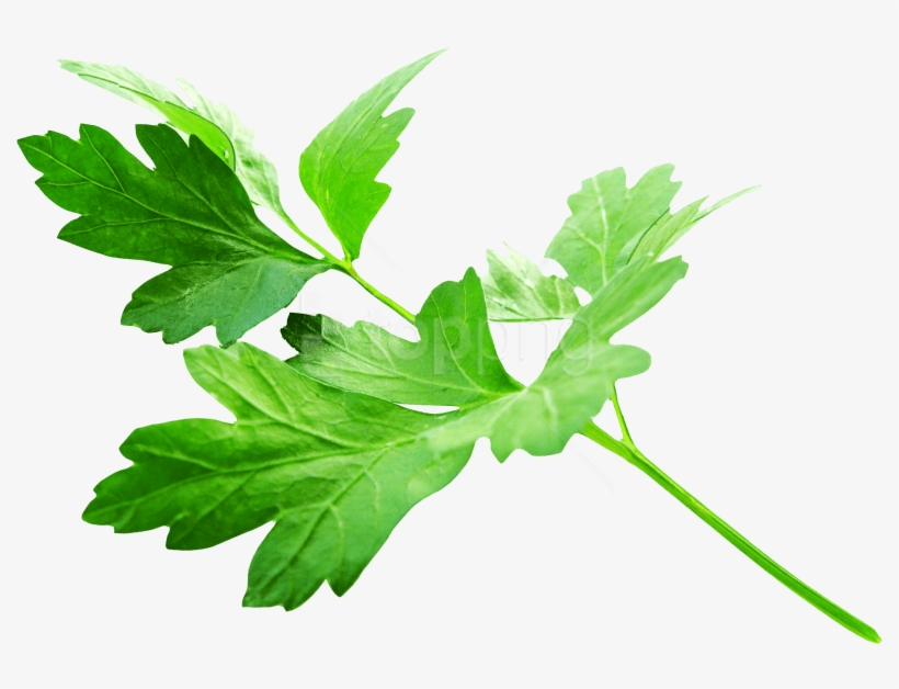 Free Png Download Parsley Leaves Png Images Background - Parsley Png, transparent png #9452187