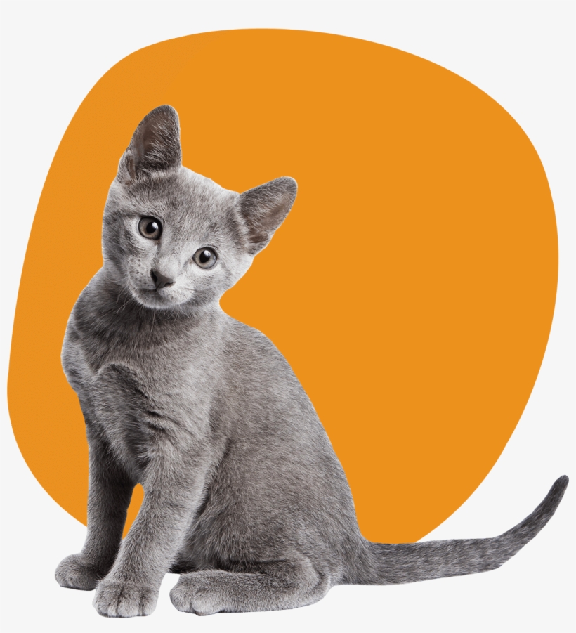 Are You Ready To Bring Home Your New Best Friend We - Stock Photo Cat, transparent png #9452283