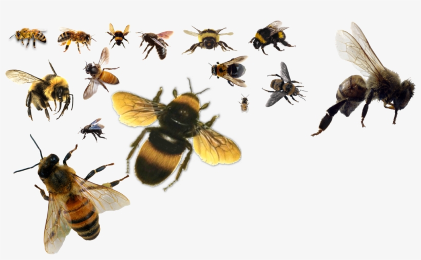 1000 X 569 4 - Bees Psd, transparent png #9452560