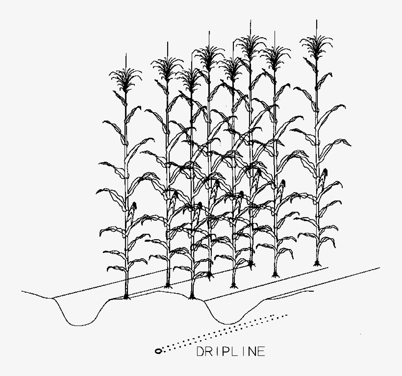 Corn Drawing Tree - Rows Of Corn Drawing, transparent png #9452772