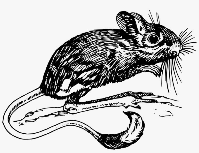 960 X 694 1 - Jerboa Clipart, transparent png #9454917