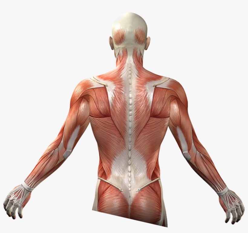 Each Body S Needs 小 圓 肌 痛 Free Transparent Png Download Pngkey