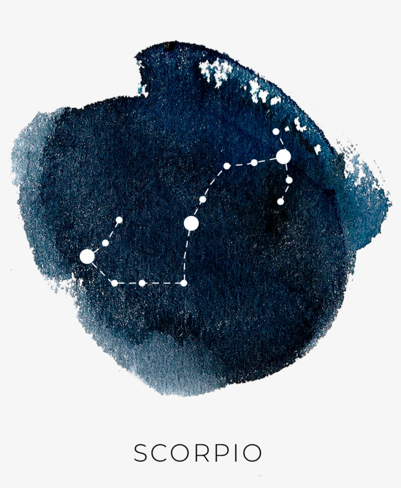 0 - Marine Invertebrates, transparent png #9455479