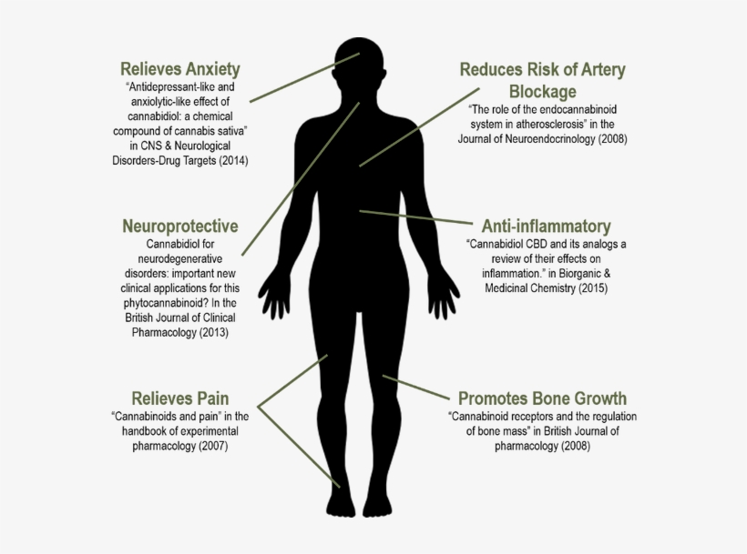 Body - Diagram, transparent png #9455530