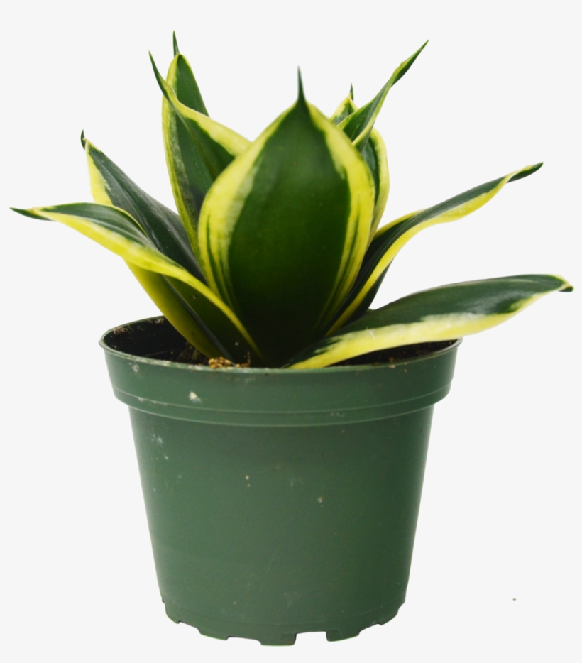 Snake Plant In Pot - Houseplant, transparent png #9455758