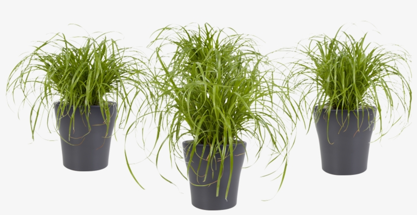 Potted Plant - Cyperus Alternifolius, transparent png #9455763