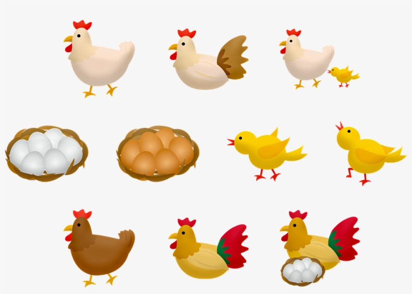 Baby Chick Png - Chicken, transparent png #9456495