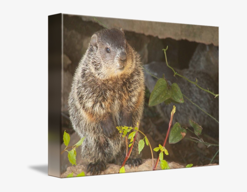 Baby By Marvin D - Punxsutawney Phil, transparent png #9457133