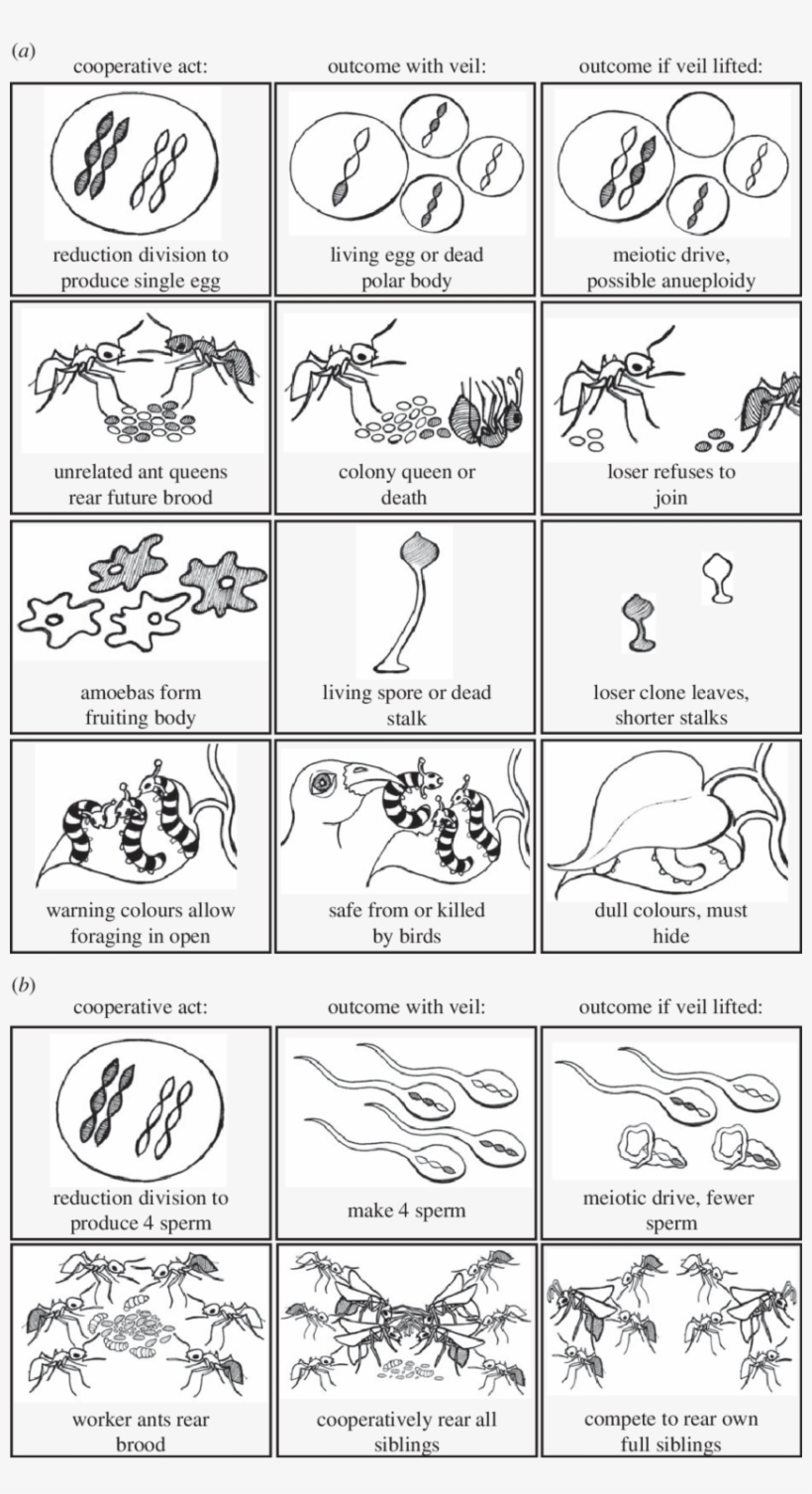 Selected Outcomes With And Without A Veil Of Ignorance - Illustration, transparent png #9457572