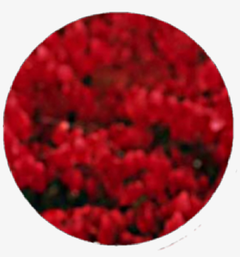 #circle #red #black #flower #smoke #aesthetic #tumblr - Circle, transparent png #9458432