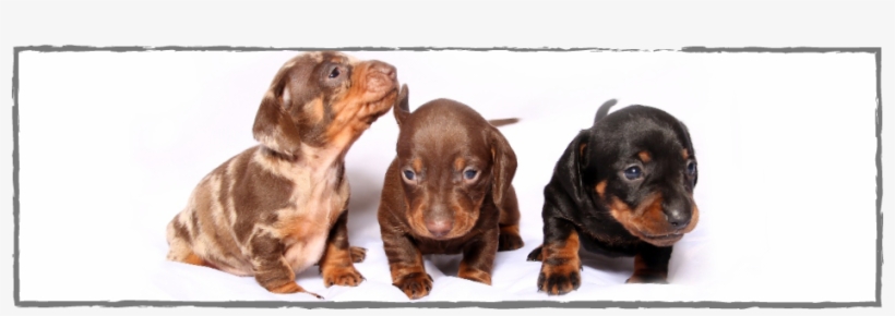 Dachshund, transparent png #9459071