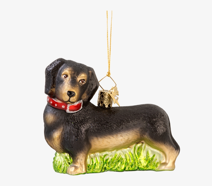 Dachshund, transparent png #9459151