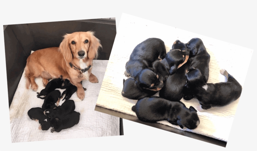 Miniature Dachshund Puppies - Dachshund, transparent png #9459158