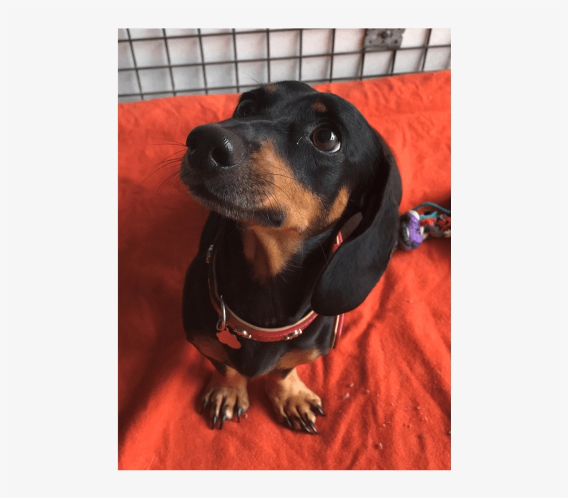 Donate To Petrescue - Dachshund, transparent png #9459264