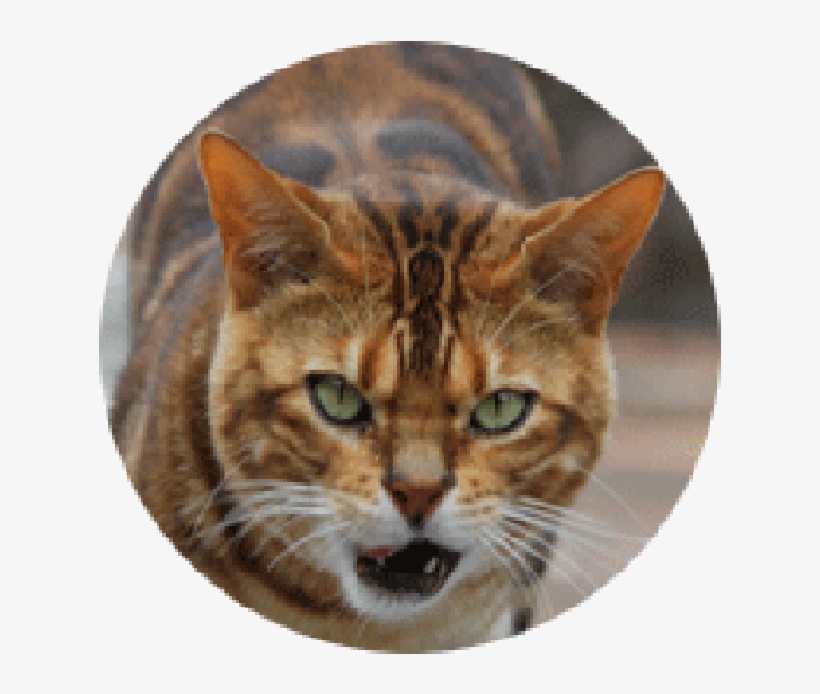 Tiger Head Png - Domestic Short-haired Cat, transparent png #9459268
