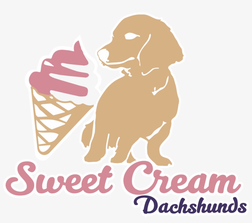 Specializing In Quality Akc Home Bred Long Haired Miniature - Dog Catches Something, transparent png #9459470